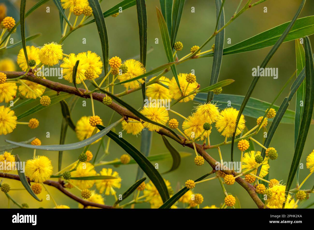Yellow ball flowers of a flowering tree Acacia saligna close up on a blurred background Stock Photo
