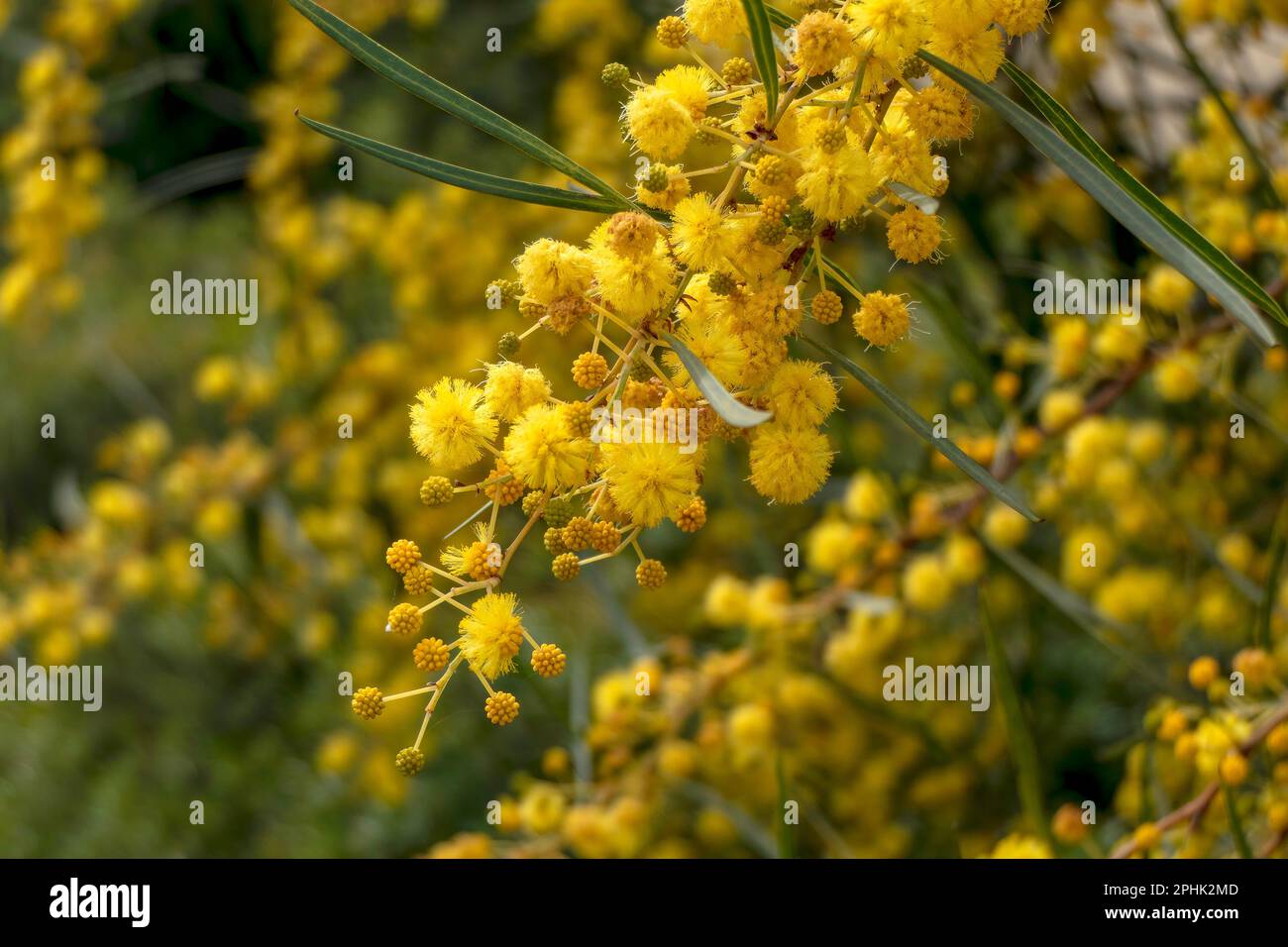 Yellow ball flowers of a flowering tree Acacia saligna close up on a