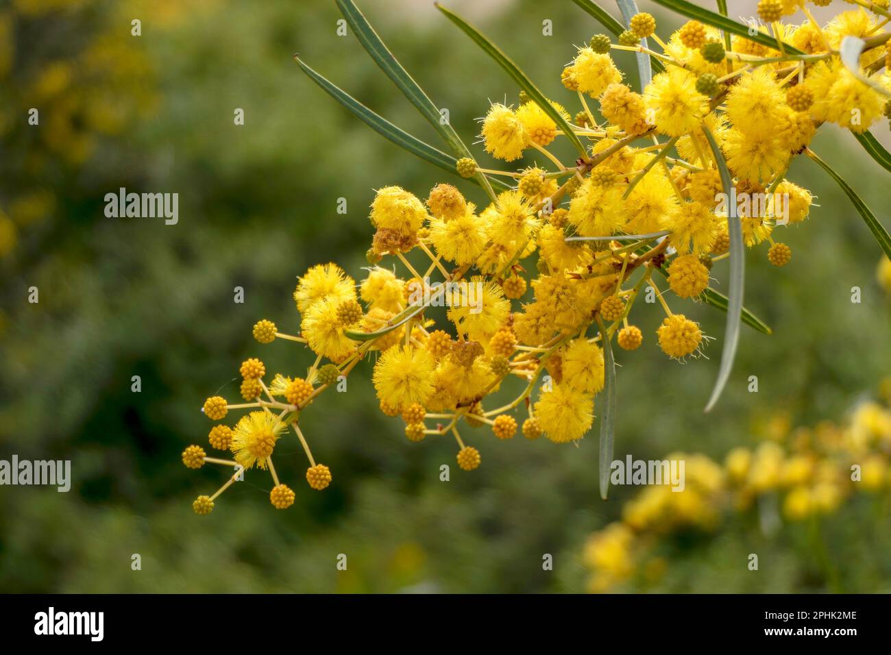 Yellow ball flowers of a flowering tree Acacia saligna close up on a blurred background Stock Photo