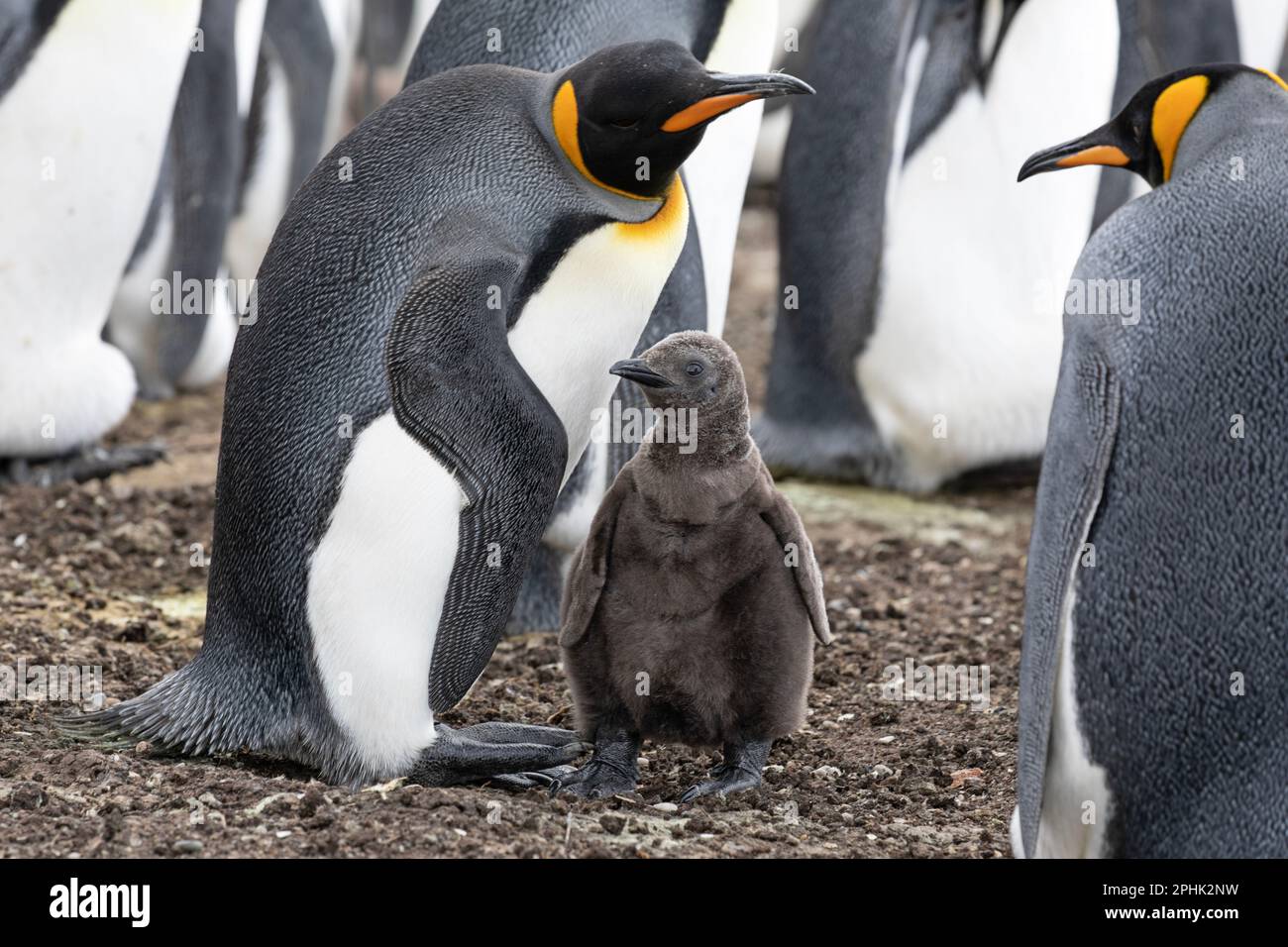 An adult King Penquin, Aptenodytes Patagonicus, with its chick at Volunteer Point in The Falkland Islands. Stock Photo