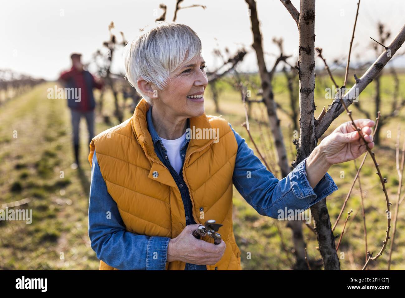 Mature couple pruning branches of fruit trees in orchard in early spring time Stock Photo