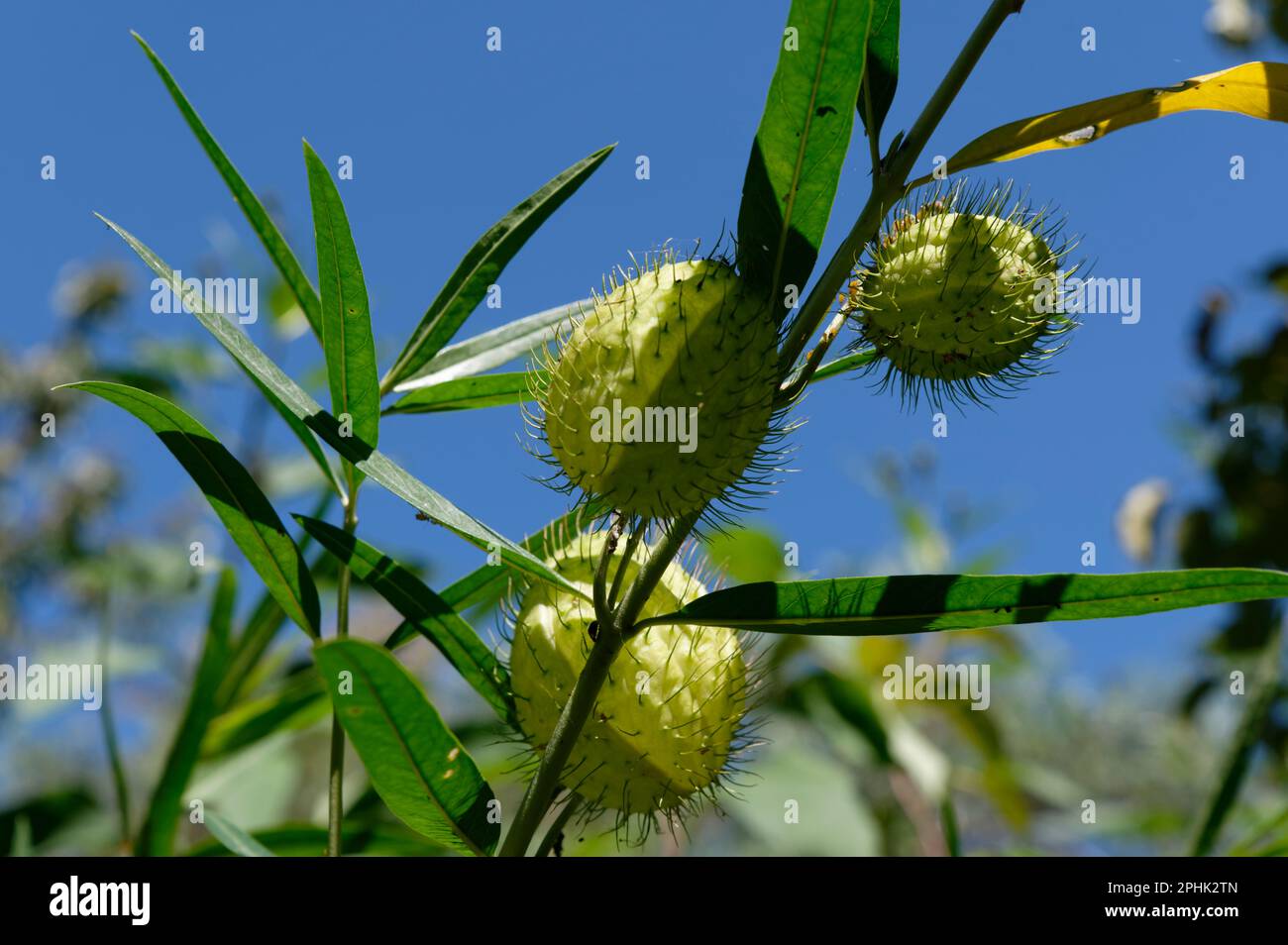Swan plant seed heads are forming on the plant Stock Photo