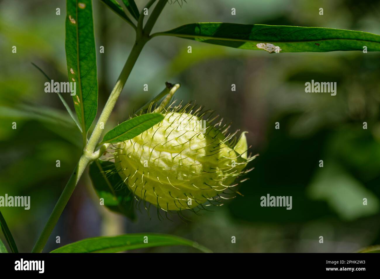 Swan plant seed pods are very spikey Stock Photo