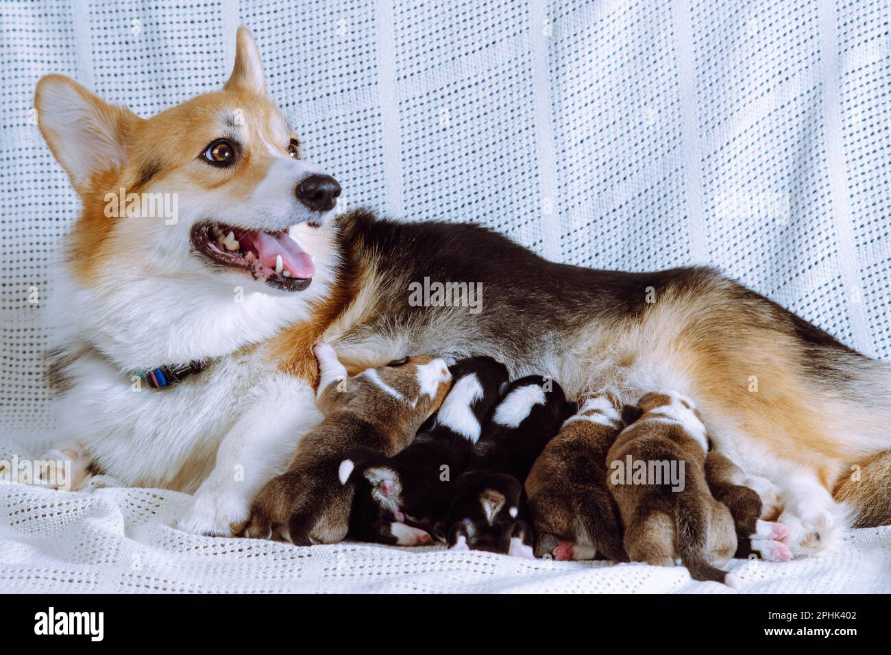 Side view of wonderful dog pembroke welsh corgi feeding babies. Six two-month-old puppies lying sucking milk in different poses on white cotton plaid Stock Photo