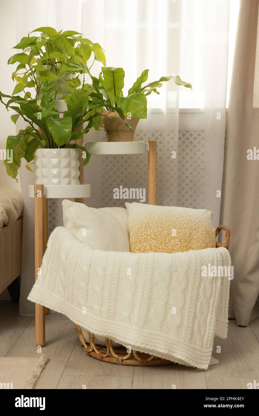 Stylish room interior with beautiful houseplants and wicker basket