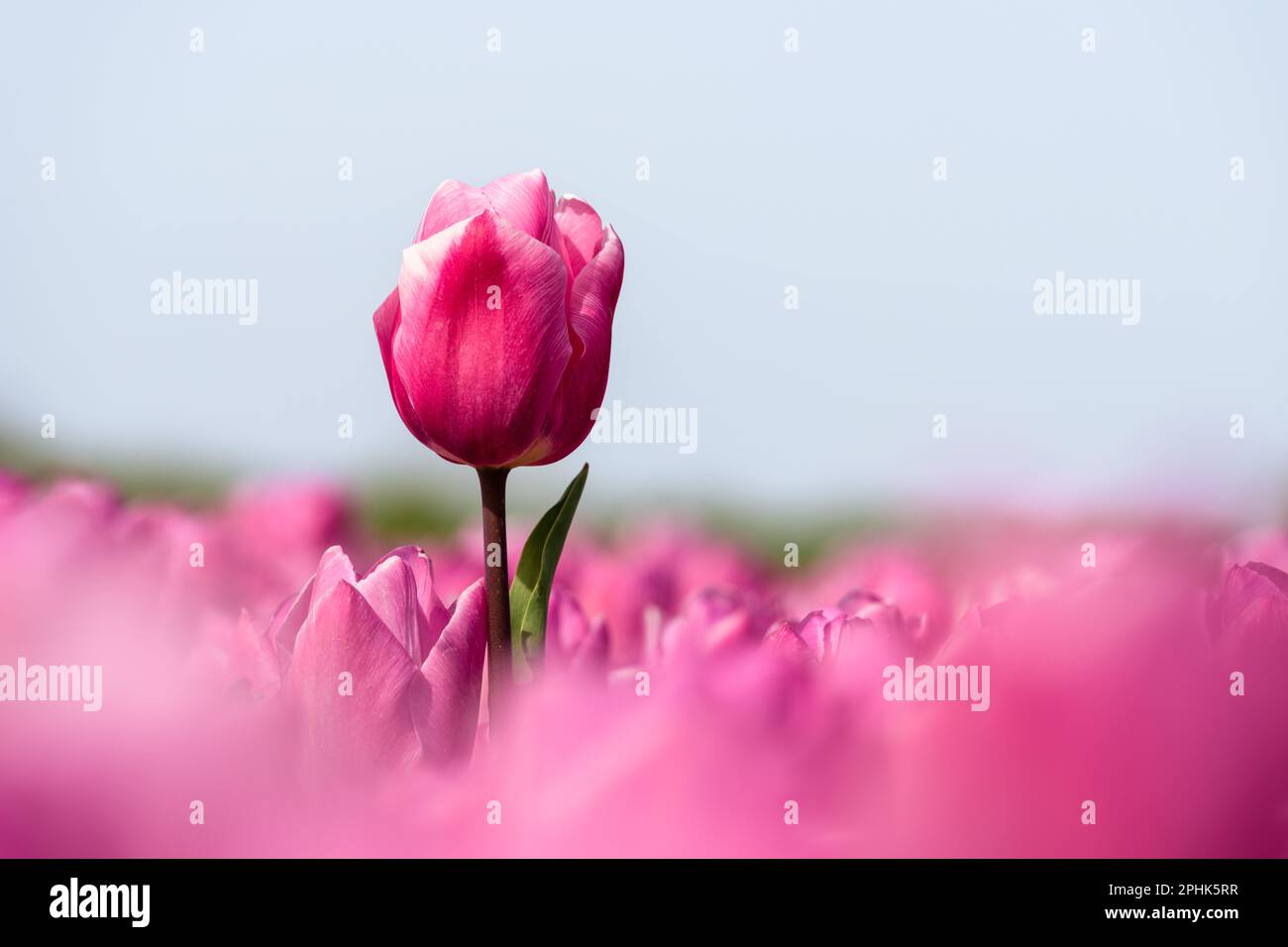 A pink tulip standing tall above the many other pink tulips in a tulip field in the Netherlands during spring. Stock Photo