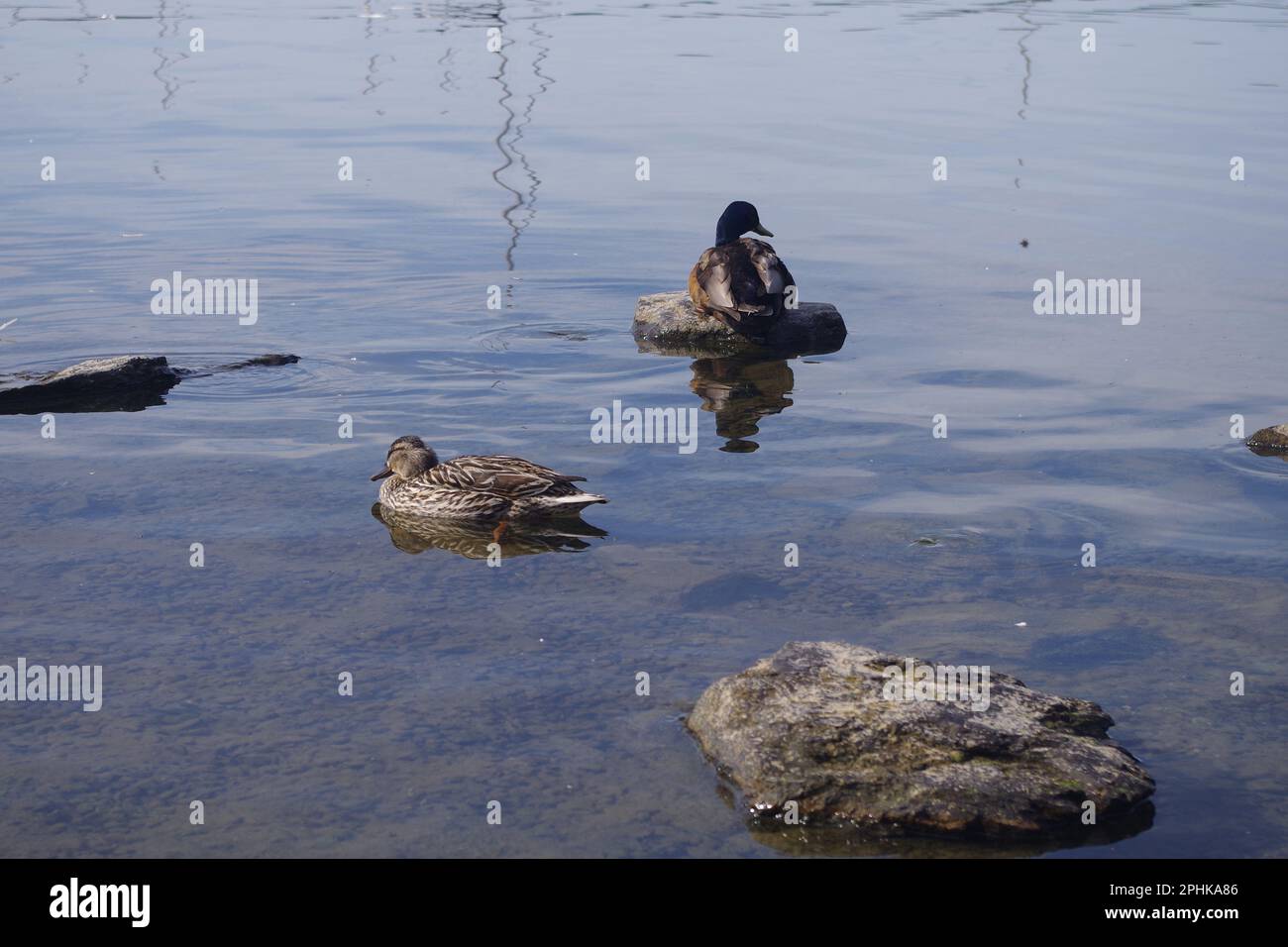 Two ducks resting Stock Photo