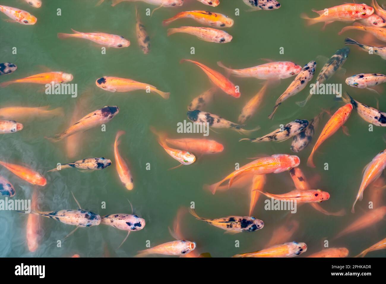 Top view of Nile tilapia fish on farm waiting for food in aquaculture