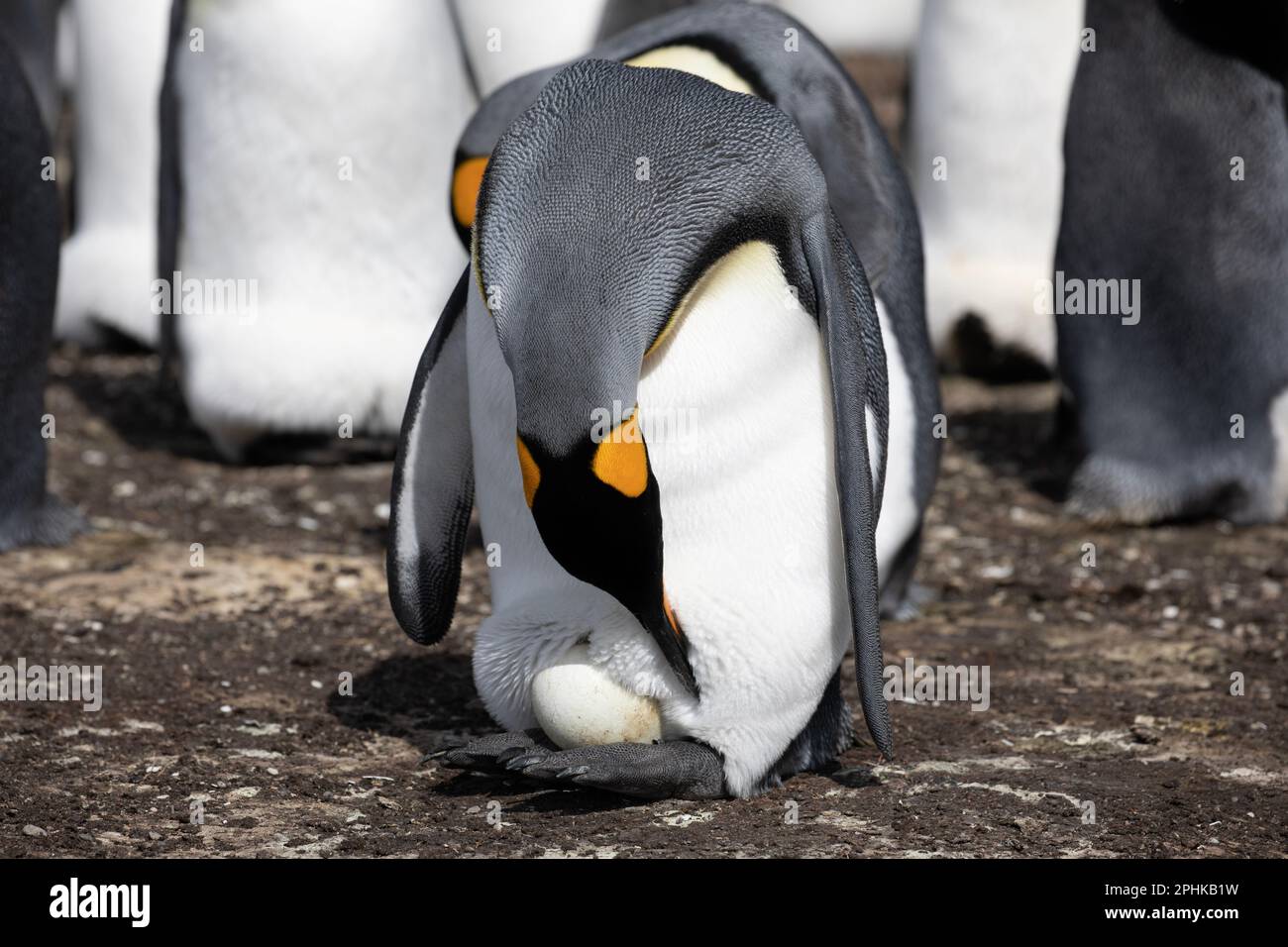 King Penquin, Aptenodytes Patagonicus, carrying its egg in its feet, at Volunteer Point in The Falkland Islands. Stock Photo