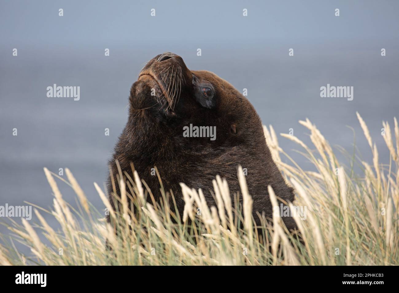 The head of large Bull Southern Sea Lion, Otaria Flavescens, poking out of the top of tall grass at Cape Pembroke, Falkland Islands. Stock Photo