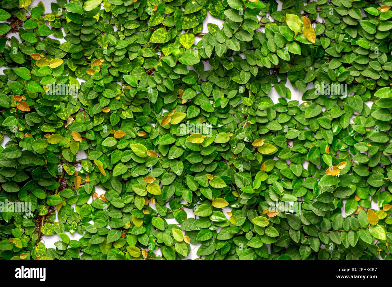 Daun Dolar Rambat, Dollar creepers (Ficus pumila), a species of vines ...