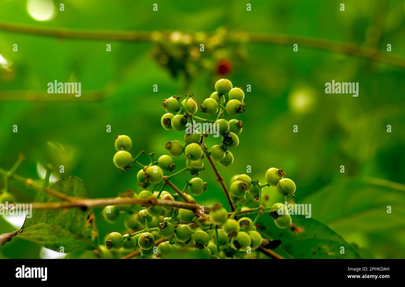 Indonesian bay leaf or daun salam, Syzygium polyanthum seeds, in shallow focus Stock Photo