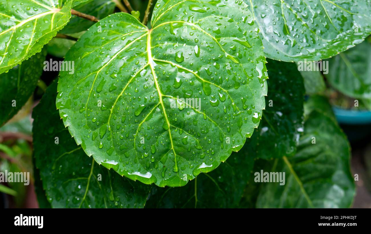 Plum aralia leaves (Polyscias scutellaria) with water splash, is a popular garden ornamental and medicinal plant in Indonesia. Stock Photo
