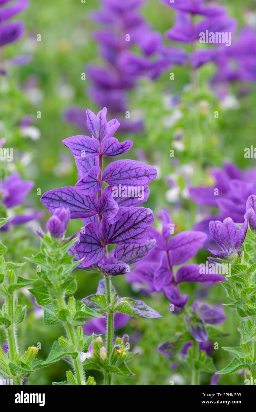 Salvia viridis Blue Denim, Salvia Blue Denim, Clary Sage Blue Denim, bushy annual, spikes blue flowers Stock Photo
