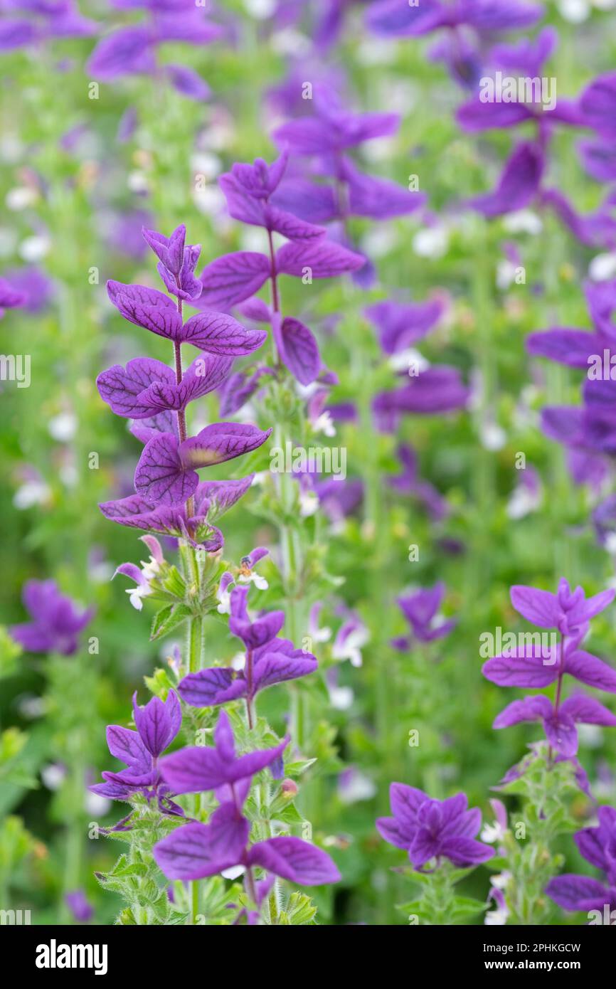 Salvia viridis Blue Denim, Salvia Blue Denim, Clary Sage Blue Denim, bushy annual, spikes blue flowers Stock Photo