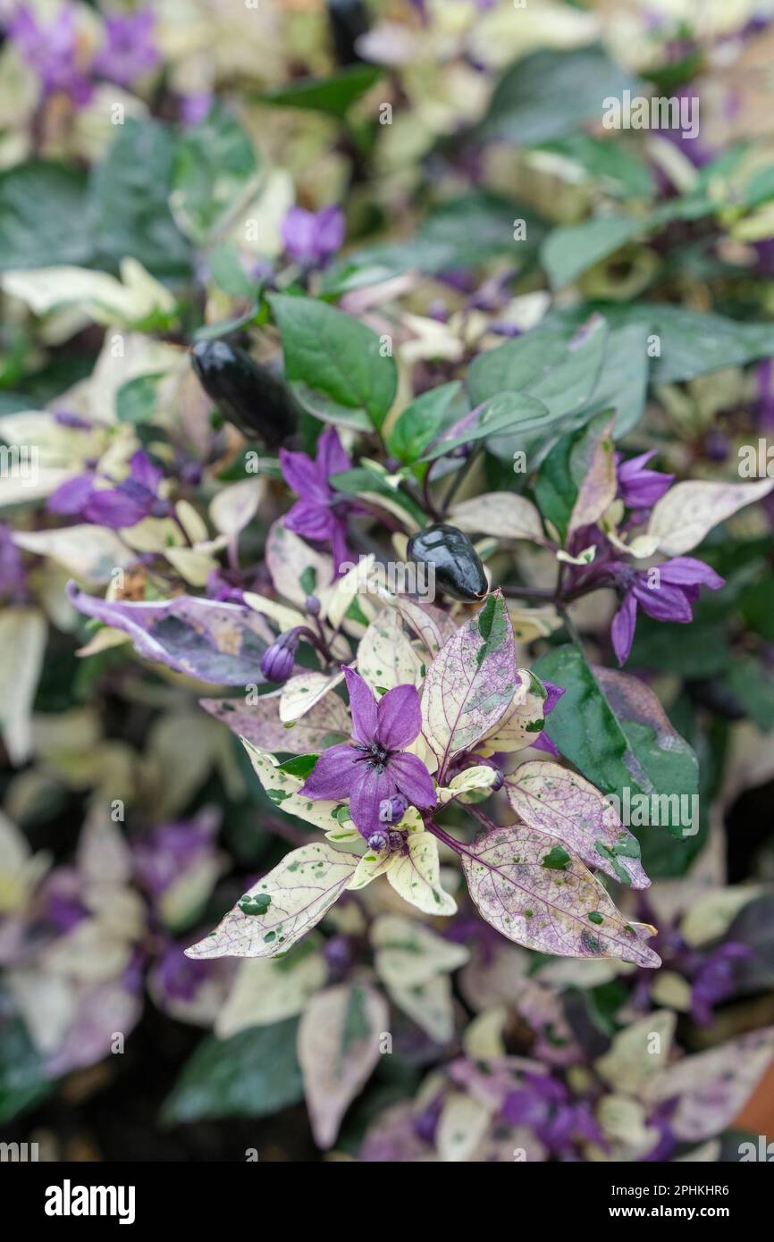 Ornamental pepper Calico, Capsicum annuum Calico, variegated green, purple and cream leaves, purple fruits that mature red Stock Photo