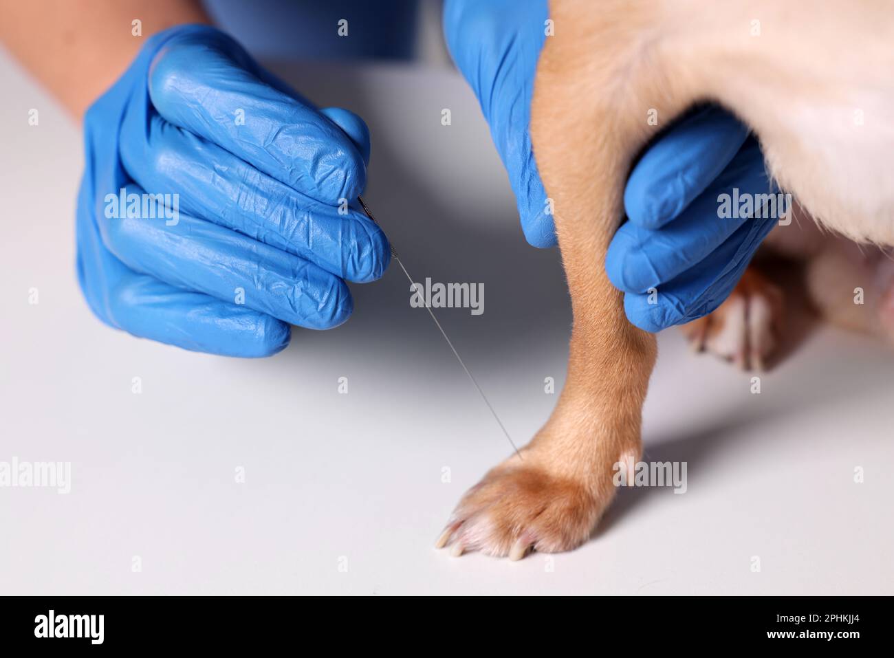 Veterinary holding acupuncture needle near dog's paw, closeup. Animal