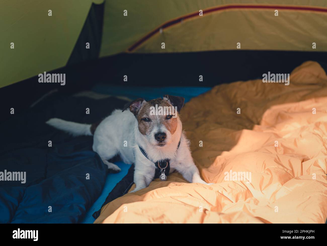 Tired dog resting in campsite tent after difficult hiking day Stock ...
