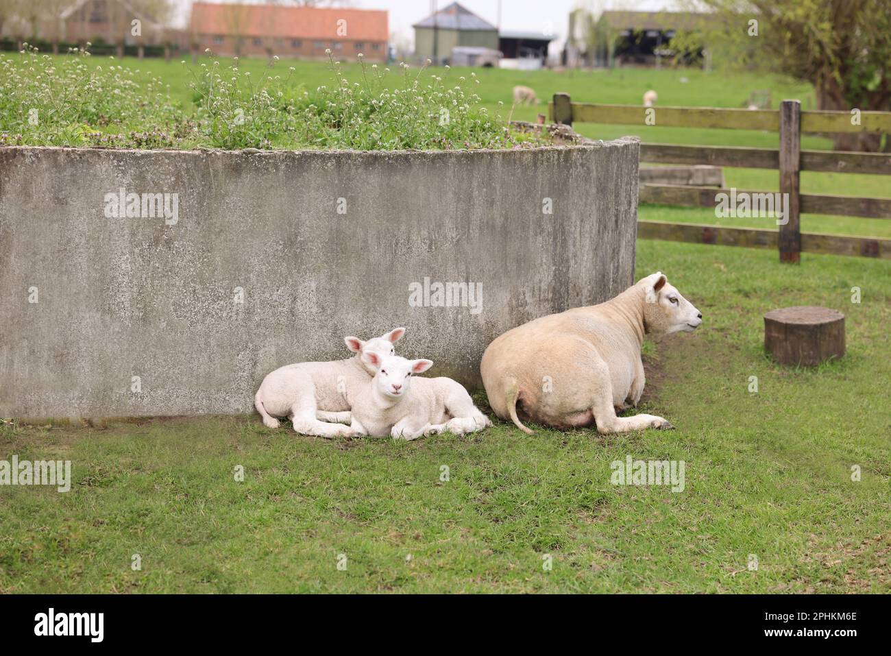 Cute funny sheep resting outdoors on spring day Stock Photo