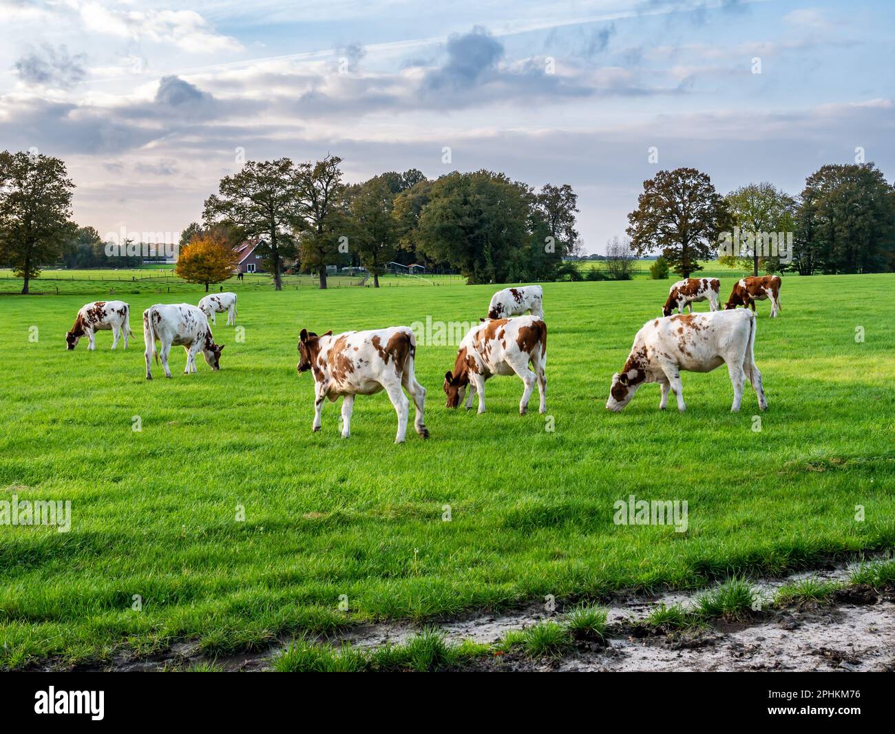 Herd of reddish brown 1 year old dairy cows grazing on pasture in countryside near Denekamp, Overijssel, Netherlands Stock Photo
