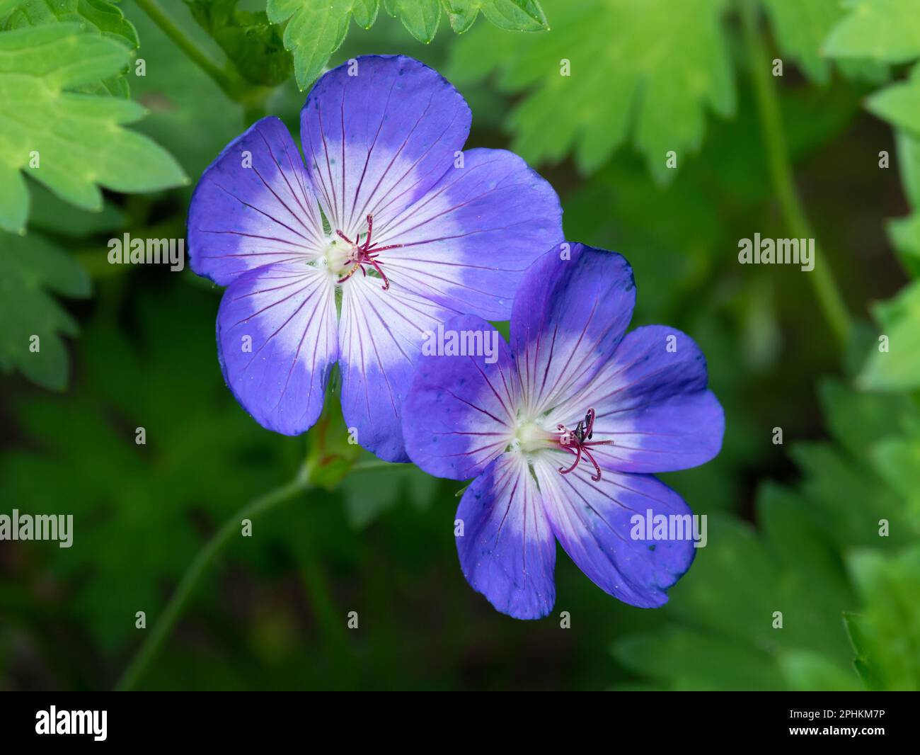 Geranium Rozanne, flowers in garden, Netherlands Stock Photo