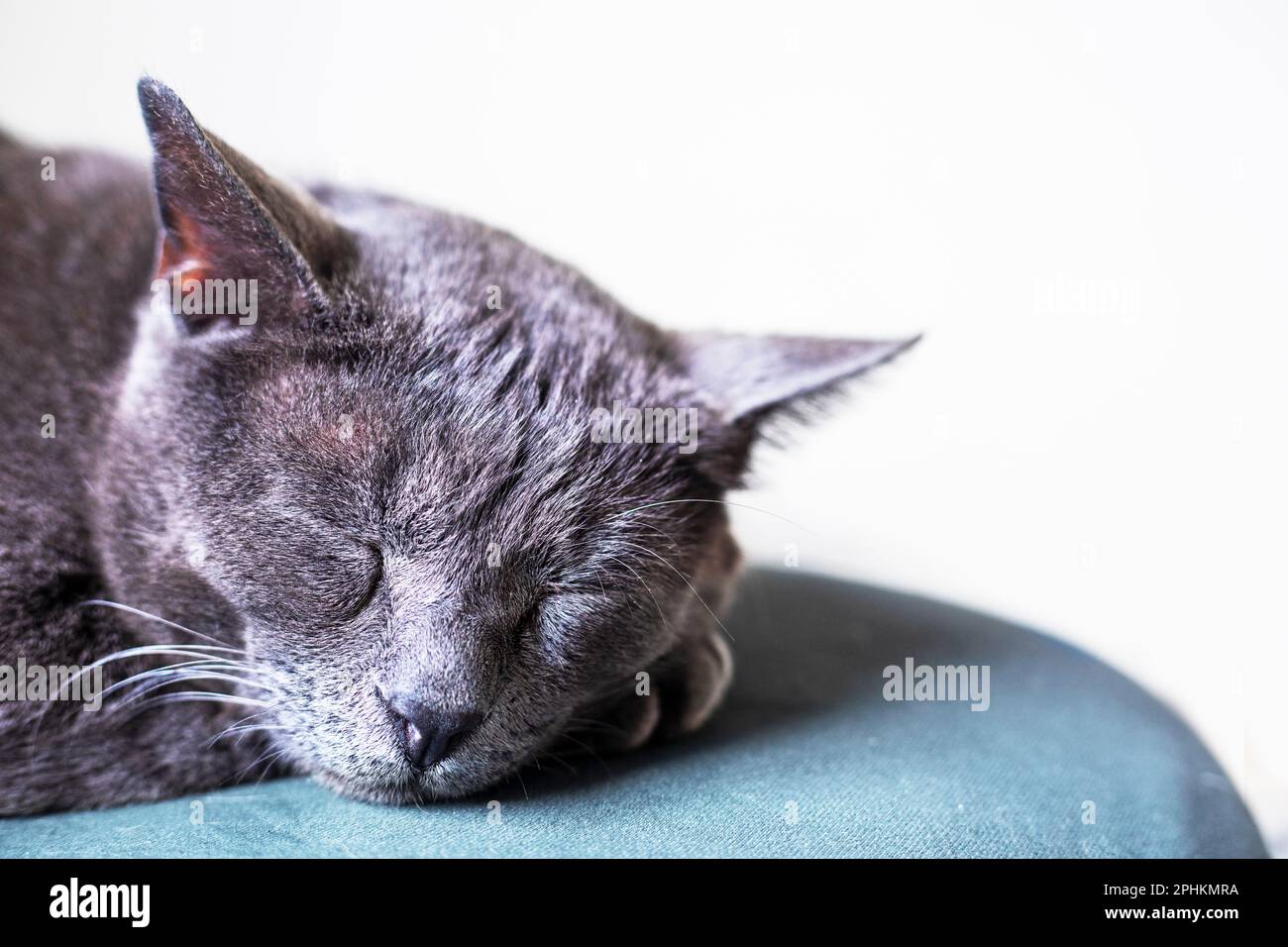 muzzle gray cat Burmese blue color sleeping on a green armchair ...