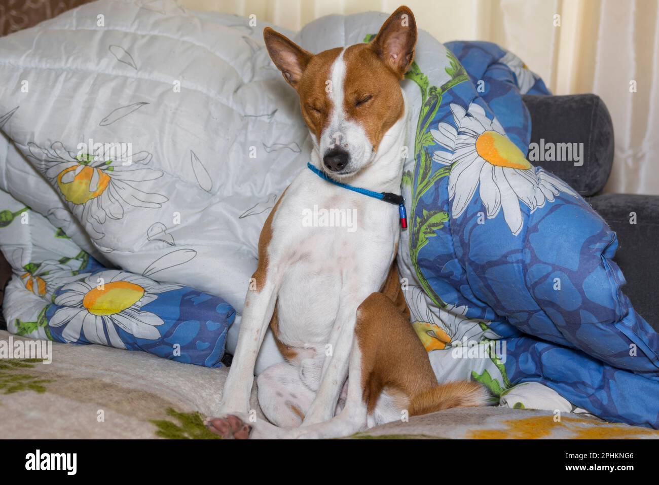 Brown dog sitting sofa home dog hi-res stock photography and images - Alamy