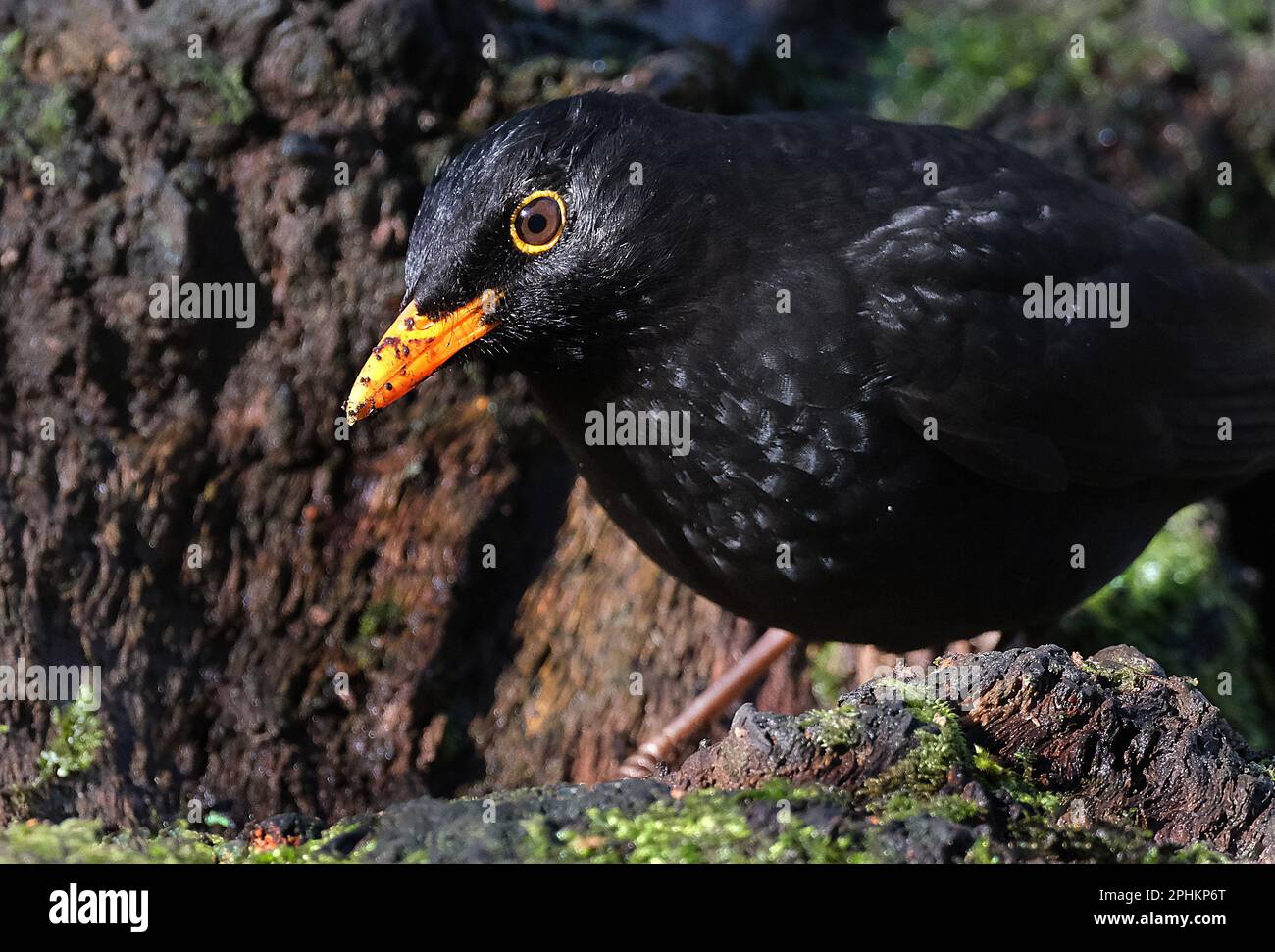 The common blackbird is a species of true thrush. It is also called the Eurasian blackbird, Stock Photo
