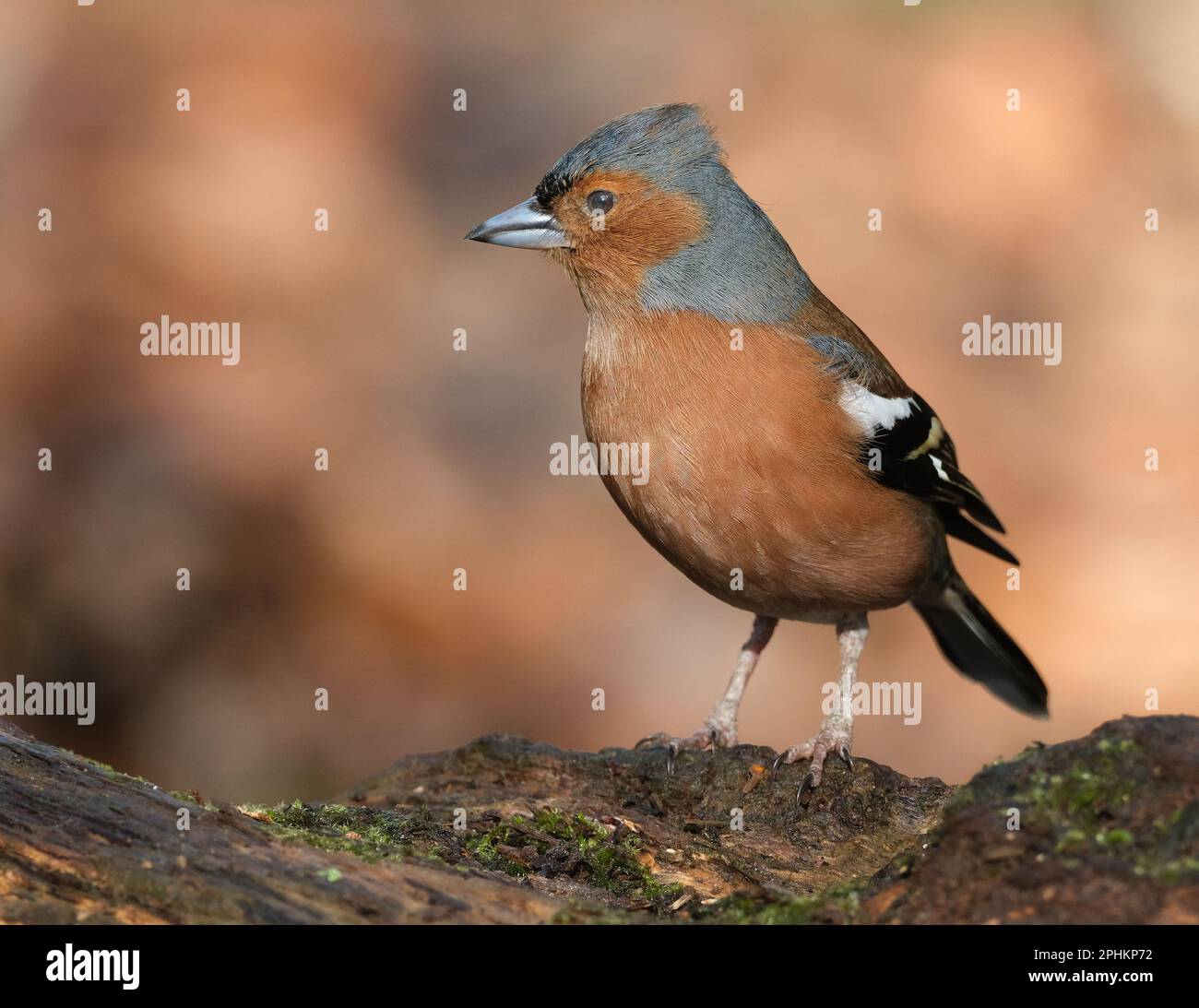 The common chaffinch or simply the chaffinch is a common and widespread small passerine bird in the finch family. Stock Photo