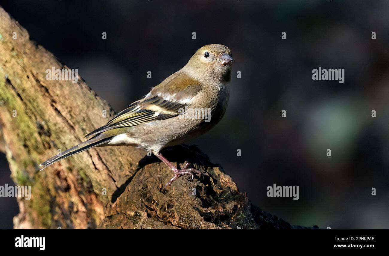The common chaffinch or simply the chaffinch is a common and widespread small passerine bird in the finch family. Stock Photo