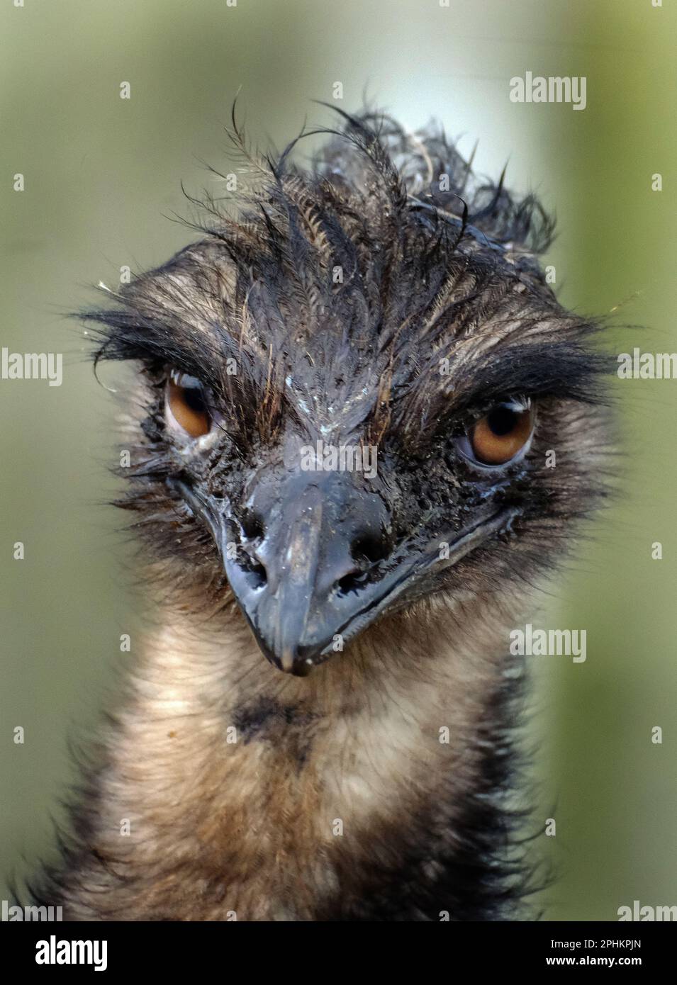 The emu is the second-tallest living bird after its ratite relative the ostrich Stock Photo