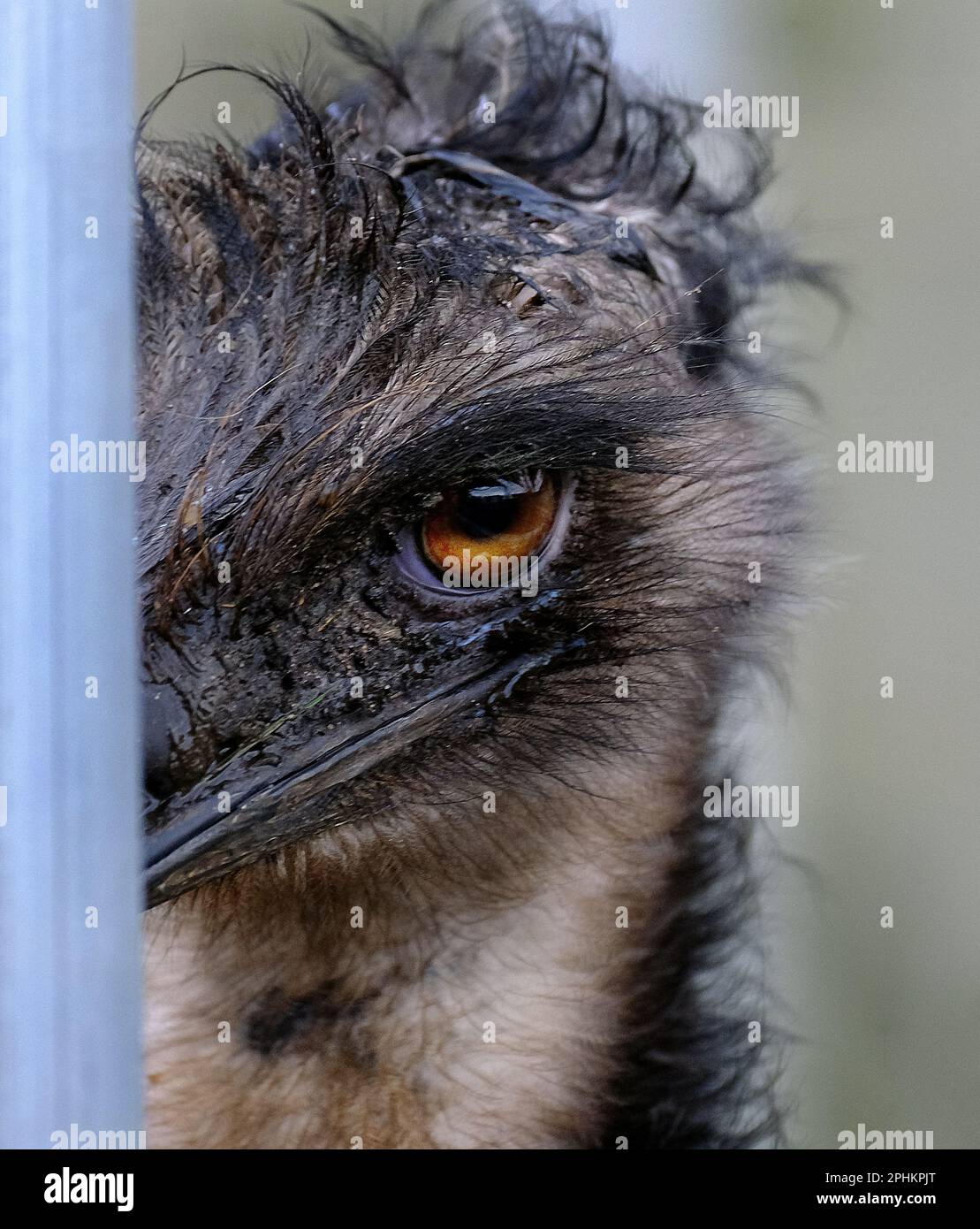The emu is the second-tallest living bird after its ratite relative the ostrich Stock Photo