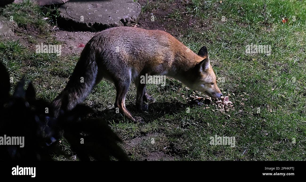 The red fox is the largest of the true foxes and one of the most widely ...