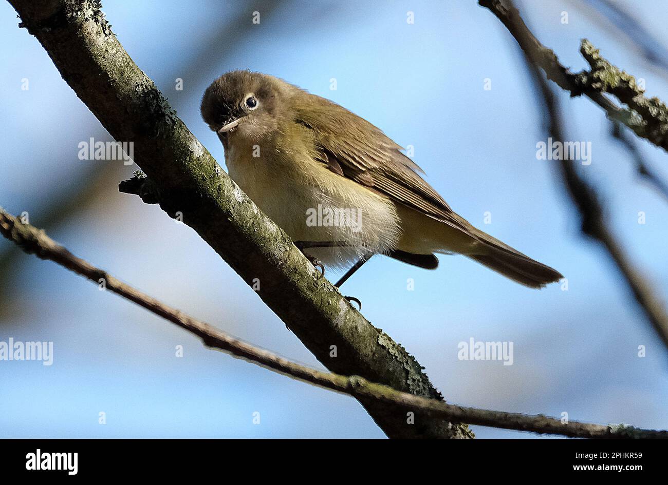 The common chiffchaff, or simply the chiffchaff, is a common and widespread leaf warbler Stock Photo