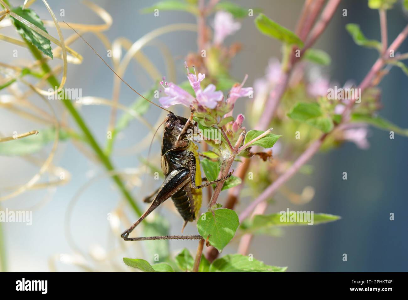 Common bush cricket ( Pholidoptera griseoaptera ) on a plant Stock Photo