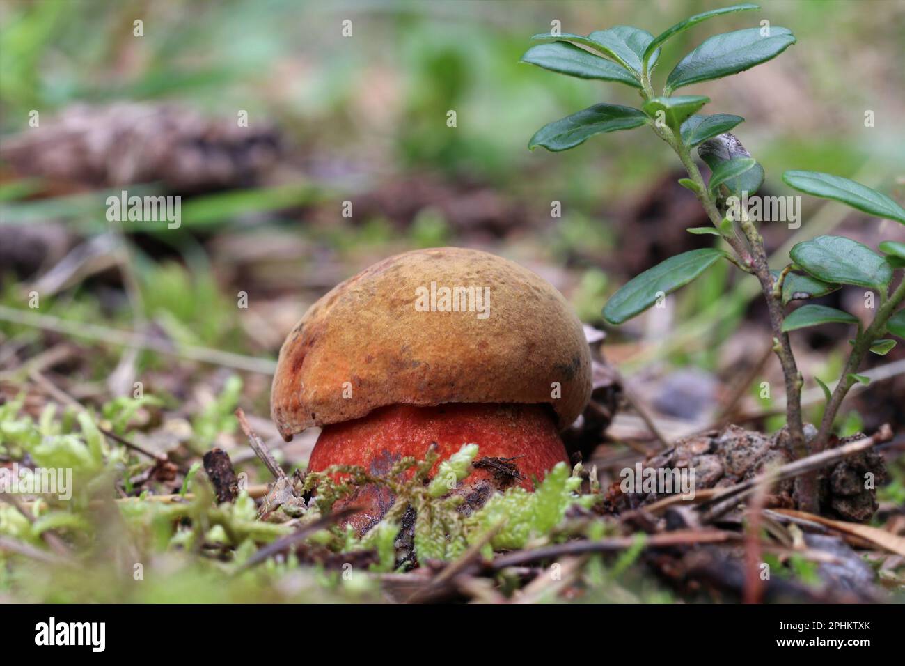 A small, young edible Neoboletus luridiformis Mushroom grows in a moss in a forest. Bay-brown cap, red pores and red-dotted yellow stem. Stock Photo