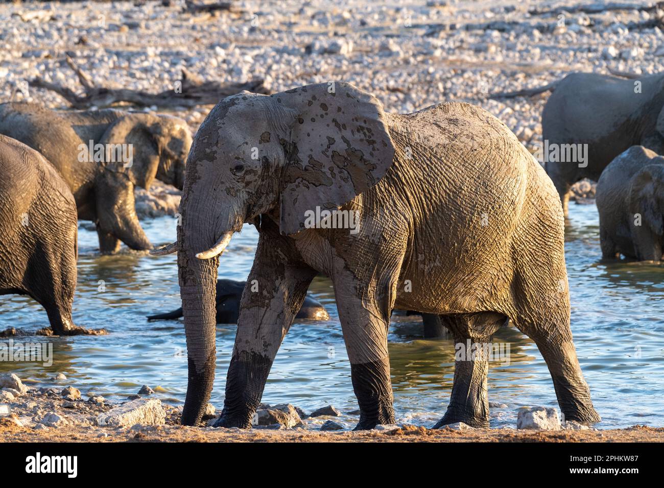 A herd of elephants taking a bath during golden hour in a waterhole in Etosha National Park, Namibia. Stock Photo