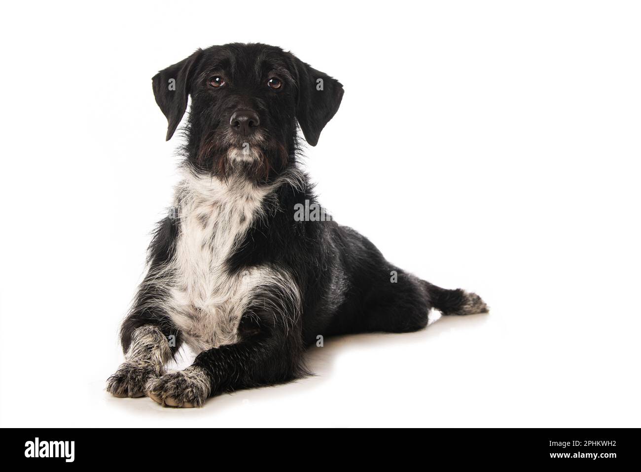 Mixed breed dog lying on white background Stock Photo - Alamy