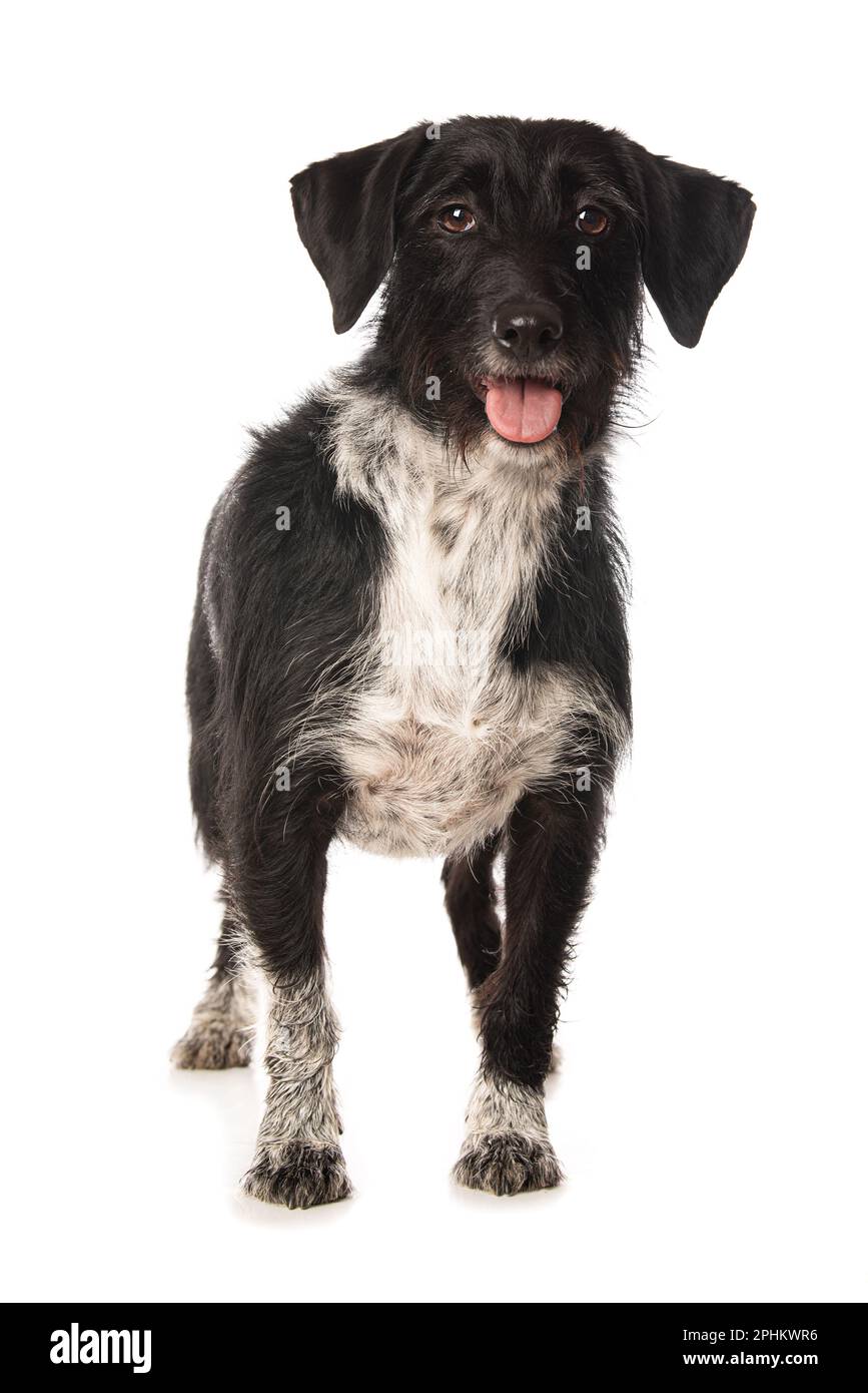 Mixed breed dog on white background Stock Photo - Alamy