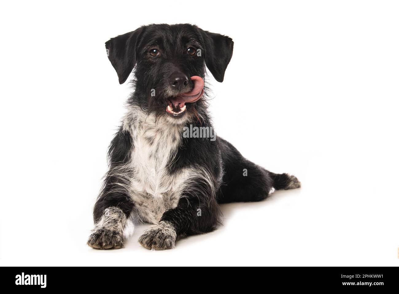Mixed breed dog lying on white background Stock Photo - Alamy