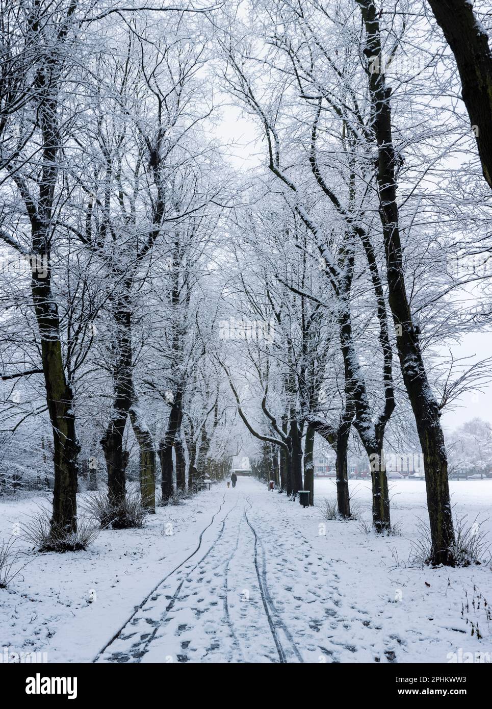 A line of trees in a city park in the snow. Walking down the avenue of tress in Birchfields Park, Manchester on a cold winters morning Stock Photo