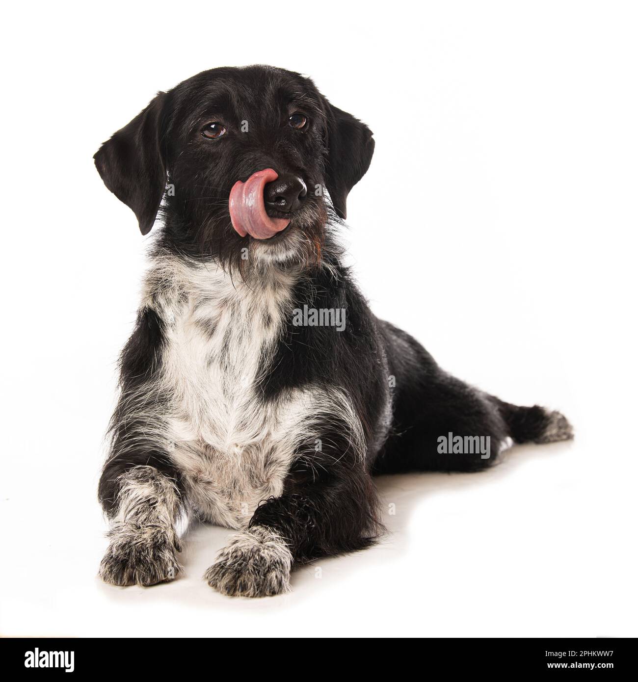 Mixed breed dog lying on white background Stock Photo - Alamy