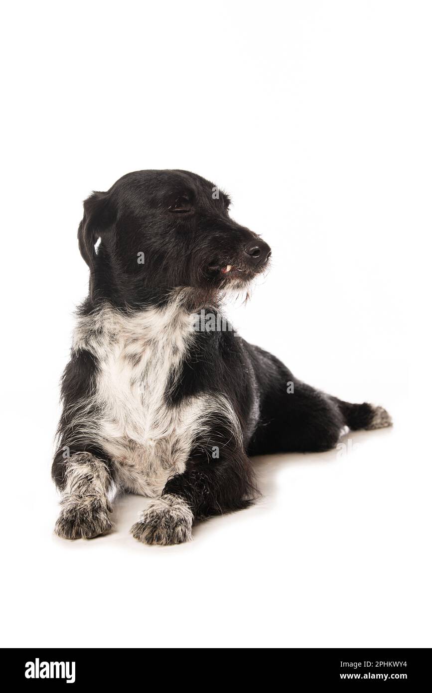 Mixed breed dog lying on white background Stock Photo - Alamy