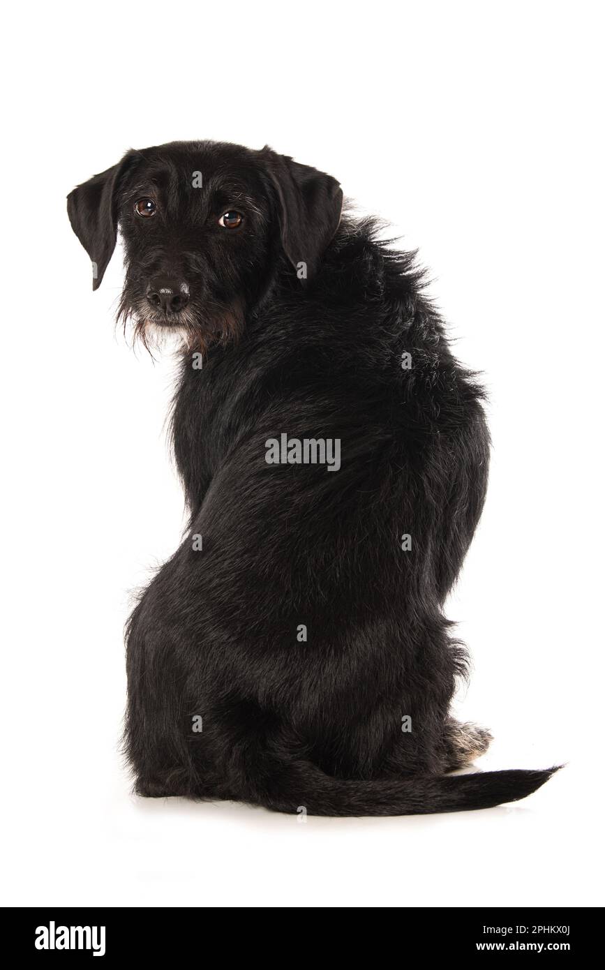 Mixed breed dog on white background Stock Photo Alamy