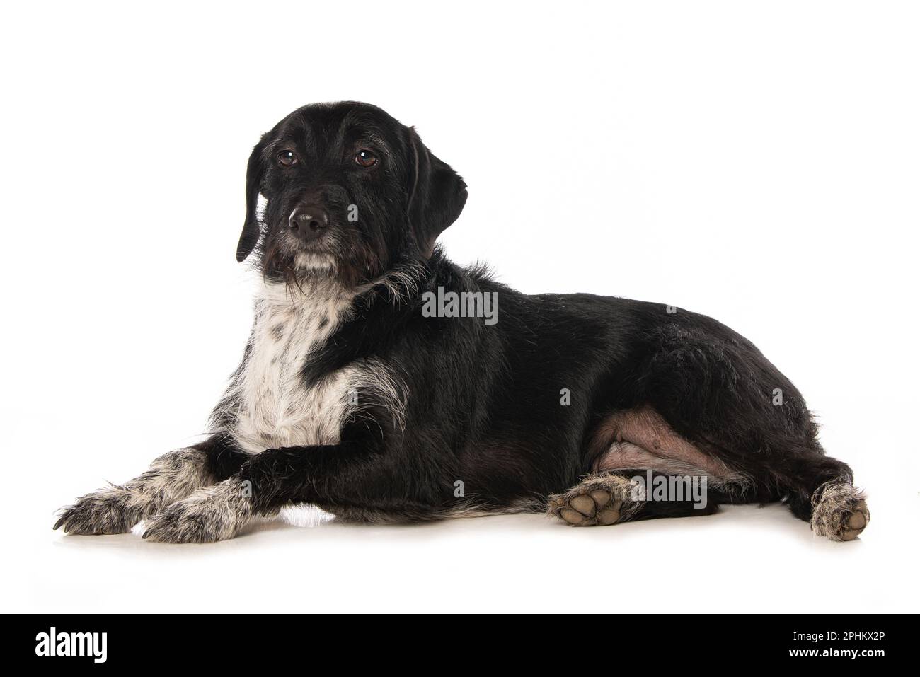 Mixed breed dog lying on white background Stock Photo - Alamy