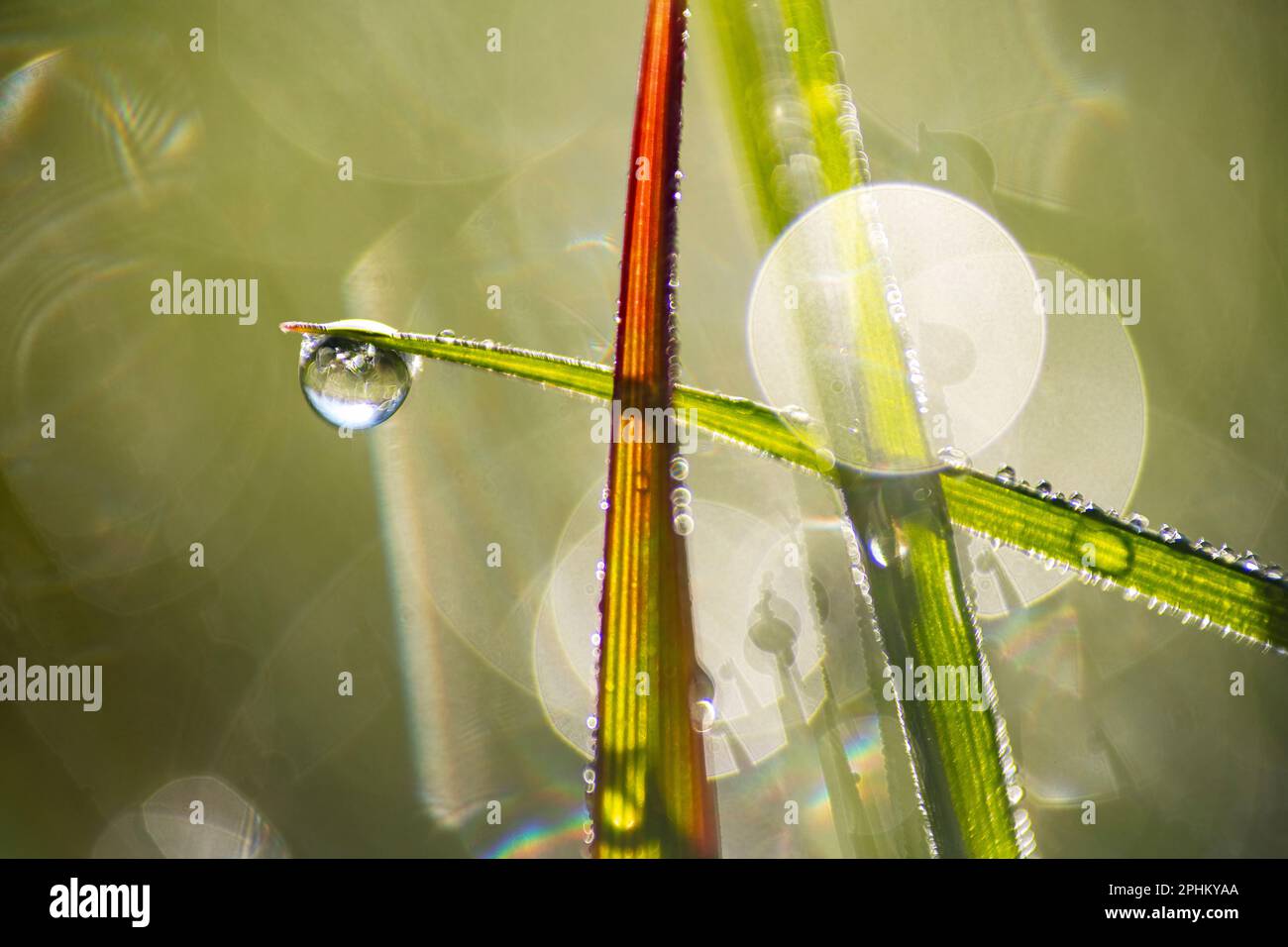 Closeup photographs of dew on grass, drips of water catching the early morning light on the green undergrowth of a small wood on a spring morning Stock Photo