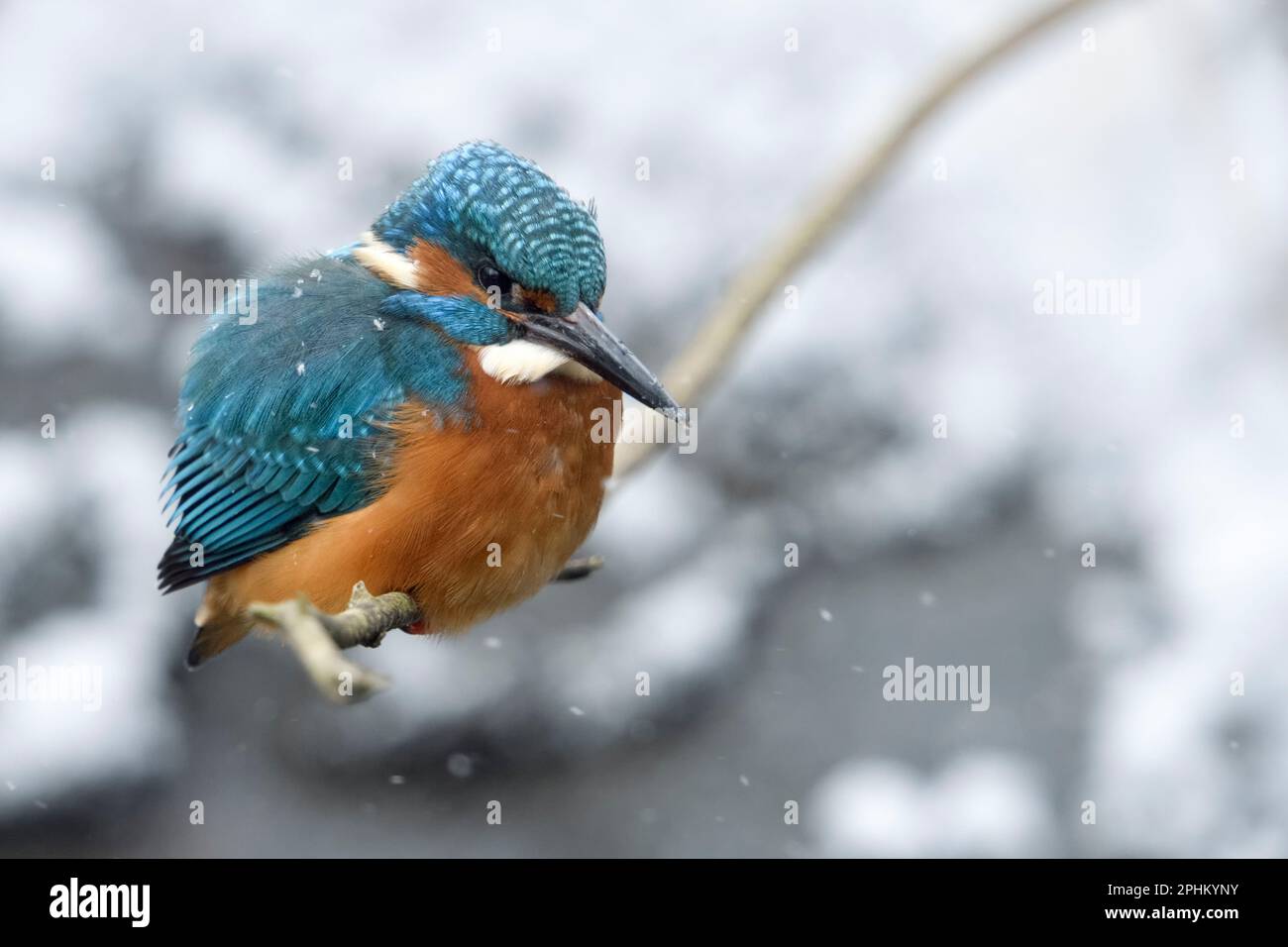 when it's freezing cold... Kingfisher * Alcedo atthis * fluffs up thick when it snows Stock Photo