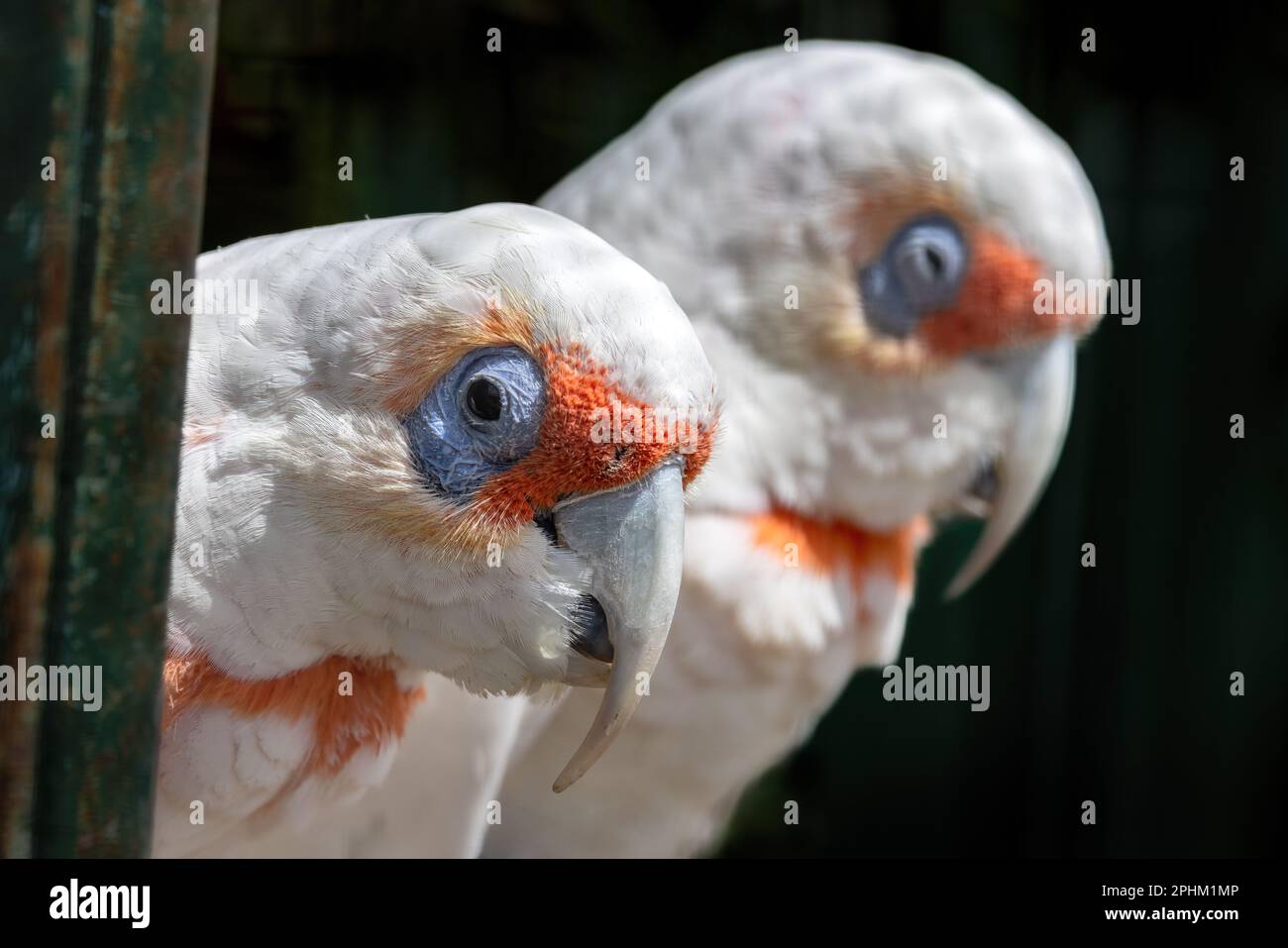 A pair of long-billed corellas, also known as a slender-billed corella, cacatua tenuirostris, against dark background. This is a sociable and gregario Stock Photo