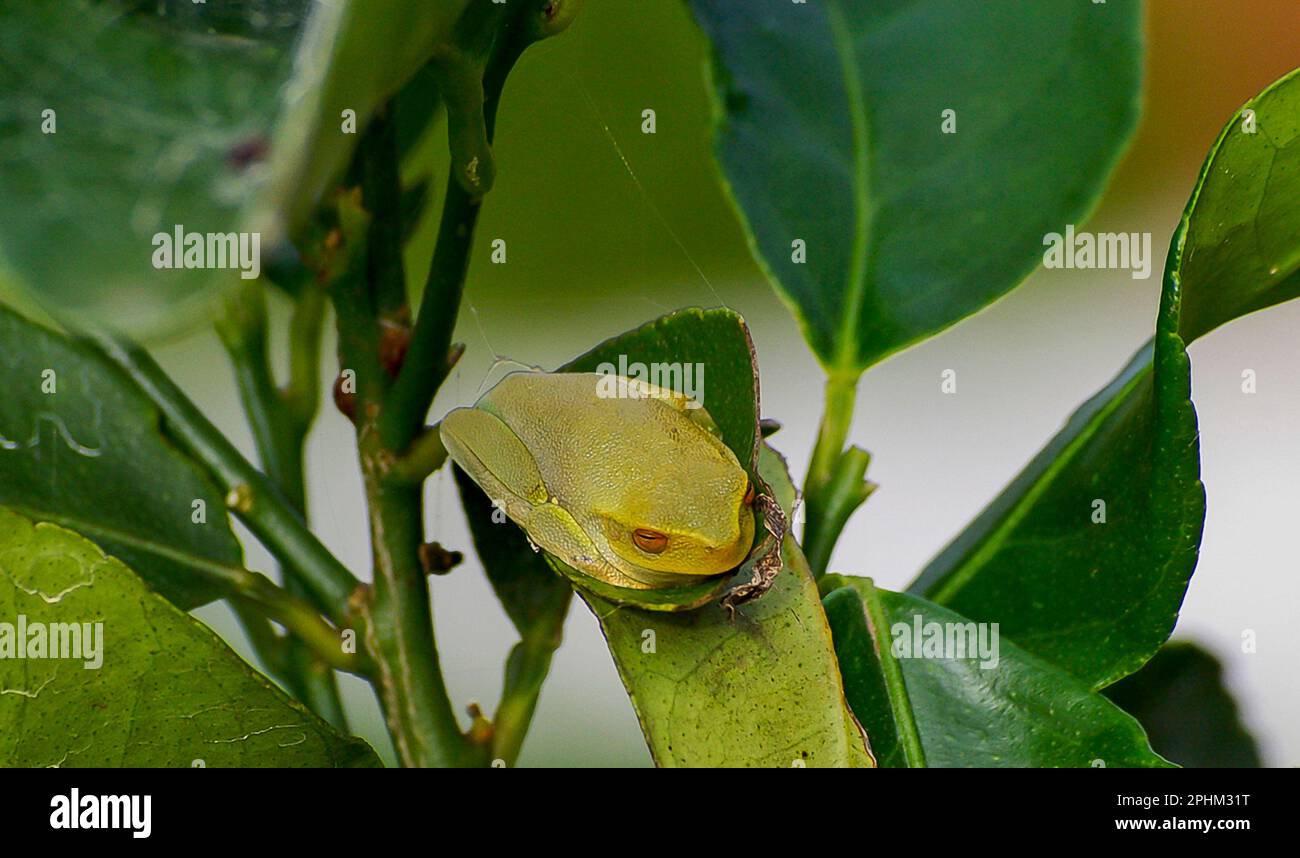 Tiny, pale green Australian Dainty Tree Frog, Litoria gracilenta, sitting on leaf of shrub in Queensland garden. Distinctive orange eyes. Stock Photo