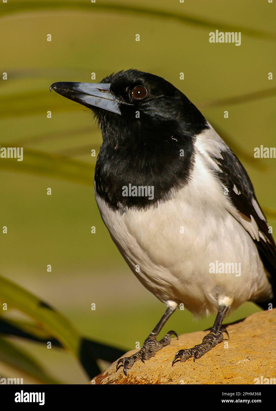Mature Australian Pied Butcherbird, Cracticus nigrogularis, perched on wall, watching people in a Queensland garden. Not frightened by familiar faces. Stock Photo